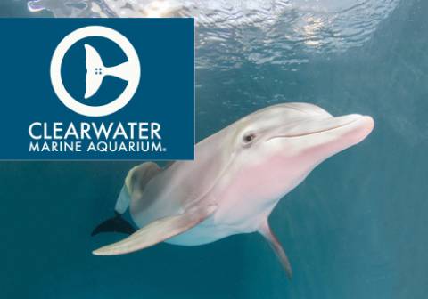 Clearwater Marine Aquarium Image