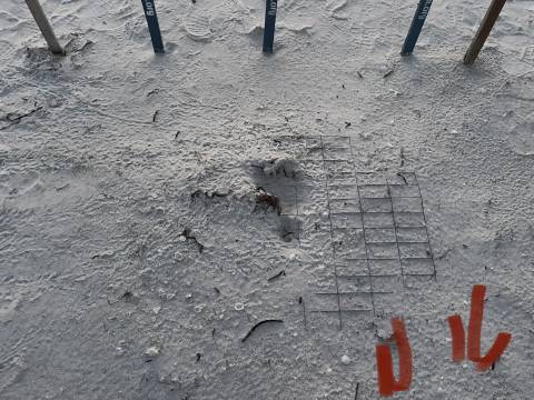 Photo of sea turtle nest