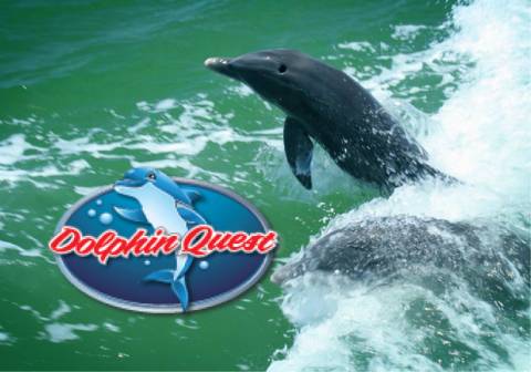 Dolphin Quest Image